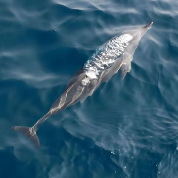 【斯里兰卡科伦坡】科格勒高跷渔民+美蕊沙出海观鲸+加勒古城 【斯里兰卡科伦坡】科格勒高跷渔民+美蕊沙出海观鲸+加勒古城