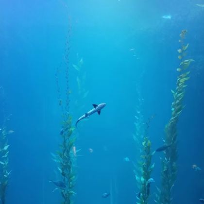 台湾高雄往返&垦丁国立海洋生物博物馆+白沙湾&亲子包车一日游 台湾高雄往返&垦丁国立海洋生物博物馆+白沙湾&亲子包车一日游