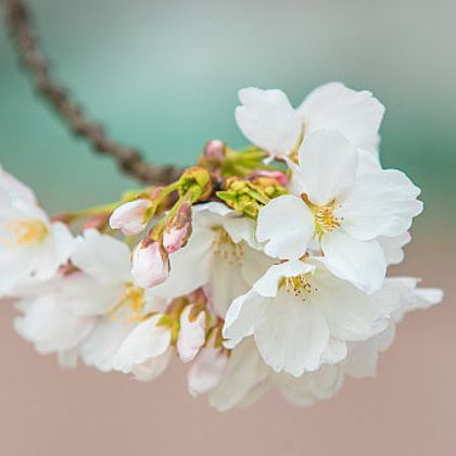 武汉大学樱花半日游【百年老校入核心赏樱/拍出美美的你】 武汉大学樱花半日游【百年老校入核心赏樱/拍出美美的你】