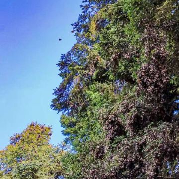 墨西哥帝王蝶谷一日游【中文专车+行程灵活】 墨西哥帝王蝶谷一日游【中文专车+行程灵活】