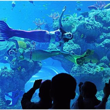 【新春专场】芜湖新华联大白鲸海洋公园鸠兹古镇一日游 【新春专场】芜湖新华联大白鲸海洋公园鸠兹古镇一日游