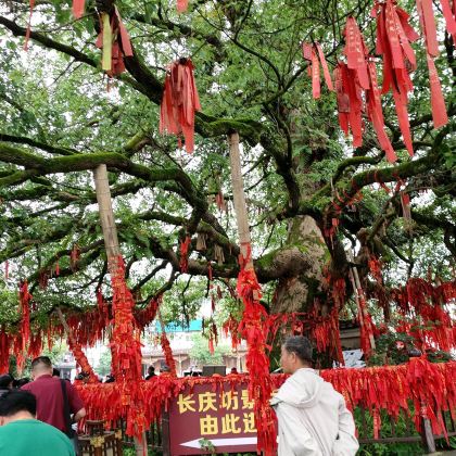 江西鹰潭方特东方神画+圣井山+上清古镇包车一日游可英文服务 江西鹰潭方特东方神画+圣井山+上清古镇包车一日游可英文服务