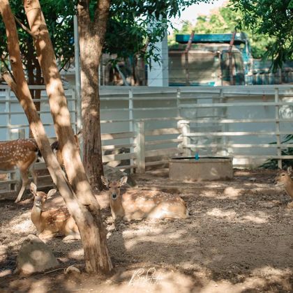 凯旋门+S mini zoo+Ocean Park at Lao ITECC一日游 凯旋门+S mini zoo+Ocean Park at Lao ITECC一日游