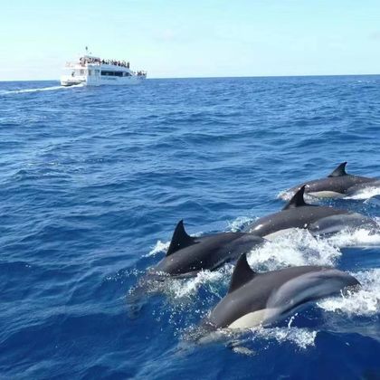 菲律宾薄荷岛观海豚+处女岛+巴里卡萨岛一日游