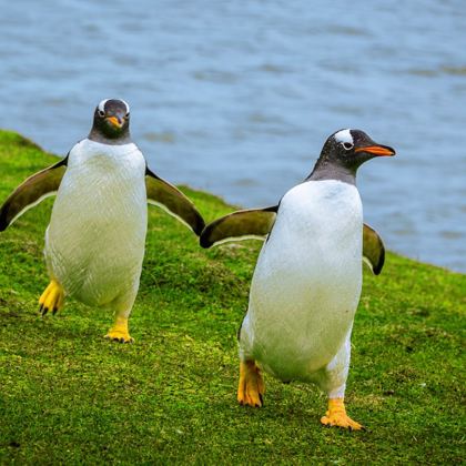【12月特惠】墨尔本菲利普岛+普芬比利蒸汽火车一日游#企鹅岛 【12月特惠】墨尔本菲利普岛+普芬比利蒸汽火车一日游#企鹅岛