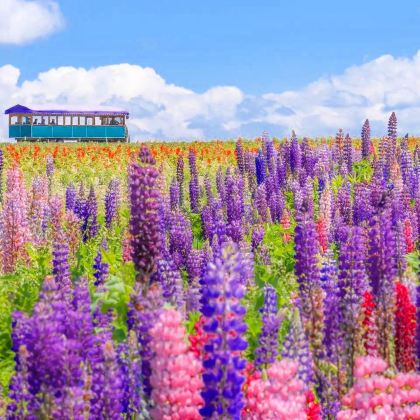 北海道美瑛富良野花海一日游【赠四季彩门票可选9人团酒店接送】 北海道美瑛富良野花海一日游【赠四季彩门票可选9人团酒店接送】