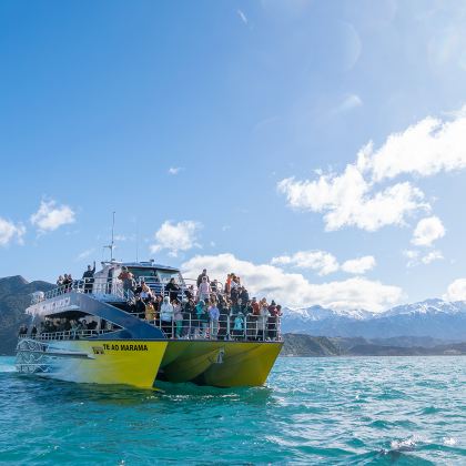 新西兰 凯库拉一日游(基督城出发,含观鲸船票)午餐 接送 新西兰 凯库拉一日游(基督城出发,含观鲸船票)午餐 接送
