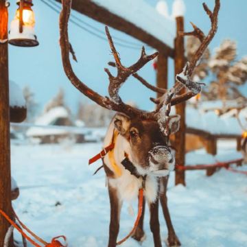 芬兰罗瓦涅米+圣诞老人村一日游/行程可调-可定制 芬兰罗瓦涅米+圣诞老人村一日游/行程可调-可定制