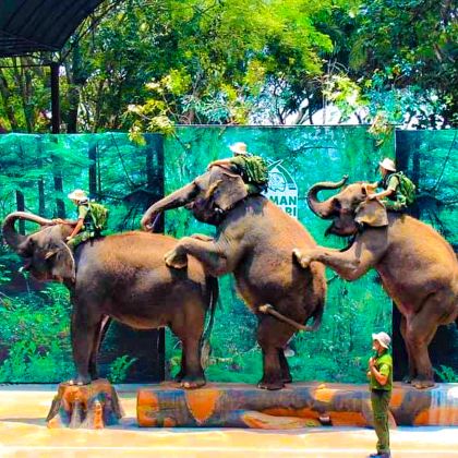 Taman Safari Prigen 探险之旅 – 从泗水出发的东爪哇野外之旅 Taman Safari Prigen 探险之旅 – 从泗水出发的东爪哇野外之旅