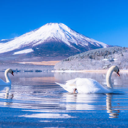 日本东京富士山+河口湖+山中湖一日游【9人团|酒店接送可选】 日本东京富士山+河口湖+山中湖一日游【9人团|酒店接送可选】