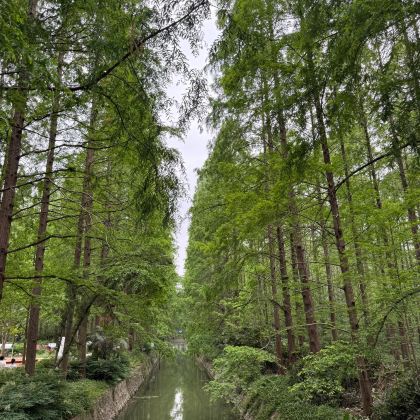 湖北潜江生态龙虾城+水杉花园+曹禺纪念馆包车一日游中英文服务 湖北潜江生态龙虾城+水杉花园+曹禺纪念馆包车一日游中英文服务