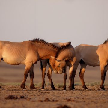 乌兰巴托哈斯台国家公园中文包车一日游【观看蒙古普氏野马】 乌兰巴托哈斯台国家公园中文包车一日游【观看蒙古普氏野马】