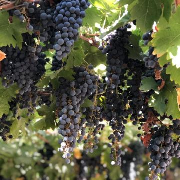 智利圣地亚哥迈坡谷三大酒庄任选一日游【中文包车/行程定制】 智利圣地亚哥迈坡谷三大酒庄任选一日游【中文包车/行程定制】