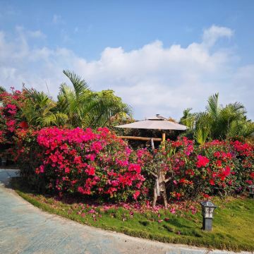 海南东方市海南花梨谷+鱼鳞洲+鳄珍鳄鱼园一日游-可中英文服务 海南东方市海南花梨谷+鱼鳞洲+鳄珍鳄鱼园一日游-可中英文服务