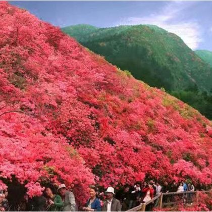 木兰云雾山一日游【私家团/包车游家门口出发-7座商务车出行】 木兰云雾山一日游【私家团/包车游家门口出发-7座商务车出行】