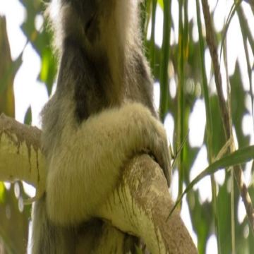 斯里兰卡辛哈拉加森林保护区徒步之旅(米瑞莎出发)15339 斯里兰卡辛哈拉加森林保护区徒步之旅(米瑞莎出发)15339