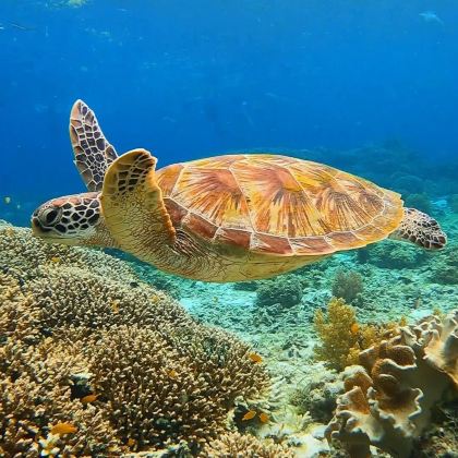 菲律宾杜马盖地出发:APO岛海龟探秘浮潜跳岛游【酒店接送】 菲律宾杜马盖地出发:APO岛海龟探秘浮潜跳岛游【酒店接送】