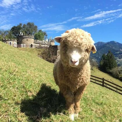 日月潭+清境农场一日游【台中市区饭店接送】 日月潭+清境农场一日游【台中市区饭店接送】