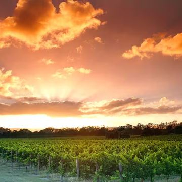 澳大利亚珀斯天鹅谷+Providore半日游【午后访3酒庄】 澳大利亚珀斯天鹅谷+Providore半日游【午后访3酒庄】