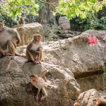 【含门票专车出行】陵水猴岛公园+呆呆岛+猴岛传奇天幕秀一日游 【含门票专车出行】陵水猴岛公园+呆呆岛+猴岛传奇天幕秀一日游