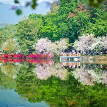 肇庆七星岩+鼎湖山一日游+春游赏花+私家包车含门票+上门接送 肇庆七星岩+鼎湖山一日游+春游赏花+私家包车含门票+上门接送