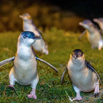 新西兰南岛奥玛鲁观看小蓝企鹅回家/企鹅归巢/企鹅保护中心 新西兰南岛奥玛鲁观看小蓝企鹅回家/企鹅归巢/企鹅保护中心