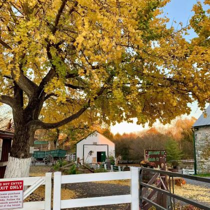 美国 华盛顿 阿米什农庄生态包车一日游 美国 华盛顿 阿米什农庄生态包车一日游