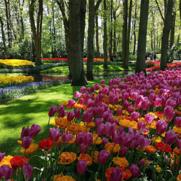 荷兰阿姆斯特丹-库肯霍夫公园-沉浸式赏花【中文包车自由行】 荷兰阿姆斯特丹-库肯霍夫公园-沉浸式赏花【中文包车自由行】