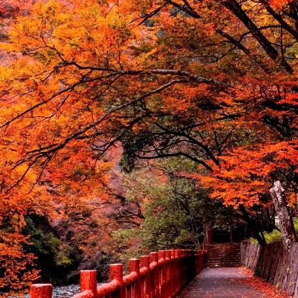 光雾山景区一日游【包车游独立出行】 光雾山景区一日游【包车游独立出行】