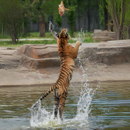 伪满皇宫+长影旧址+东北虎园一日活动【6人/私家团◆上门接送】 伪满皇宫+长影旧址+东北虎园一日活动【6人/私家团◆上门接送】