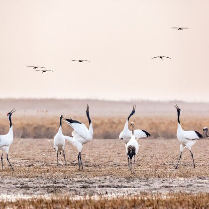 盐城丹顶鹤湿地生态旅游区+中国海盐博物馆一日游 盐城丹顶鹤湿地生态旅游区+中国海盐博物馆一日游
