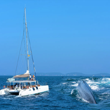 【斯里兰卡科伦坡】+美蕊莎观鲸之旅 【斯里兰卡科伦坡】+美蕊莎观鲸之旅