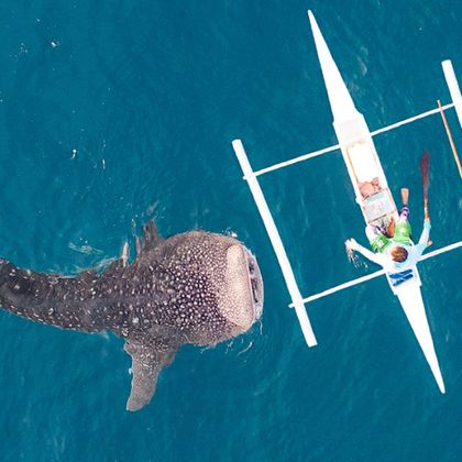 菲律宾宿务奥斯洛布鲸鲨观赏+墨宝沙丁鱼风暴浮潜一日游