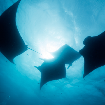 吉利特拉旺安岛、吉利美诺岛和吉利空气私人浮潜一日游(龙目岛出发) 吉利特拉旺安岛、吉利美诺岛和吉利空气私人浮潜一日游(龙目岛出发)