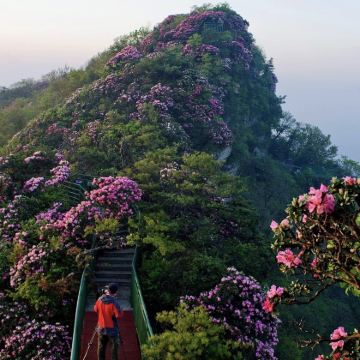 米仓山国家森林公园一日游【汉中起止-官方专线】 米仓山国家森林公园一日游【汉中起止-官方专线】