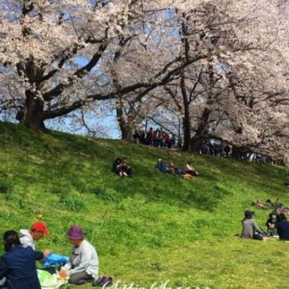日本+石清水八幡宫+背割堤+伏见十石舟+醍醐寺一日游 日本+石清水八幡宫+背割堤+伏见十石舟+醍醐寺一日游