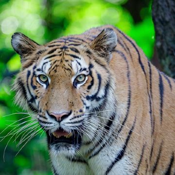 珠海长隆海洋王国+广州长隆野生动物世界5日4晚拼小团 珠海长隆海洋王国+广州长隆野生动物世界5日4晚拼小团