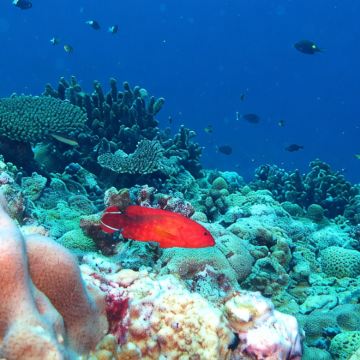 海南三亚+三沙+西沙群岛5日4晚跟团游 海南三亚+三沙+西沙群岛5日4晚跟团游