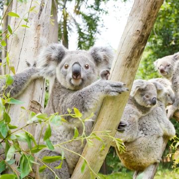 广州+广州长隆度假区+汕头+潮州+南澳岛+潮汕地区5日4晚私家团 广州+广州长隆度假区+汕头+潮州+南澳岛+潮汕地区5日4晚私家团