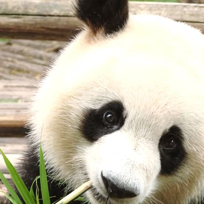 成都+峨眉山+乐山+重庆5日4晚跟团游 成都+峨眉山+乐山+重庆5日4晚跟团游