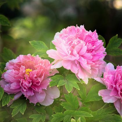 洛阳+开封+龙门石窟+少林寺+清明上河园+开封府2日1晚私家团 洛阳+开封+龙门石窟+少林寺+清明上河园+开封府2日1晚私家团