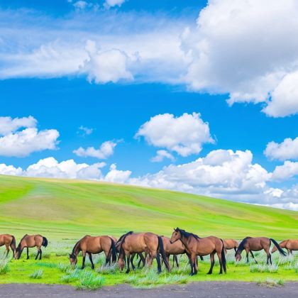 锡林郭勒盟草原+乌拉盖草原+布林泉+阿斯哈图石林景区+游牧部落+达达线+锡林郭勒盟(柳兰沟)+内蒙古锡林浩特6日5晚跟团游 锡林郭勒盟草原+乌拉盖草原+布林泉+阿斯哈图石林景区+游牧部落+达达线+锡林郭勒盟(柳兰沟)+内蒙古锡林浩特6日5晚跟团游