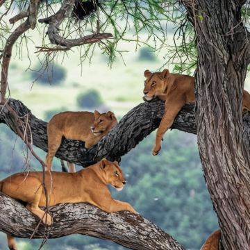 坦桑尼亚11日10晚私家团 坦桑尼亚11日10晚私家团