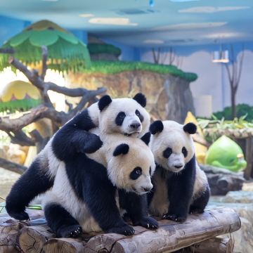 广州长隆旅游度假区+珠海长隆旅游度假区+清远5日拼小团 广州长隆旅游度假区+珠海长隆旅游度假区+清远5日拼小团