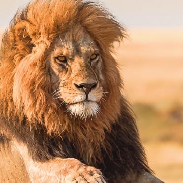 坦桑尼亚12日10晚私家团 坦桑尼亚12日10晚私家团