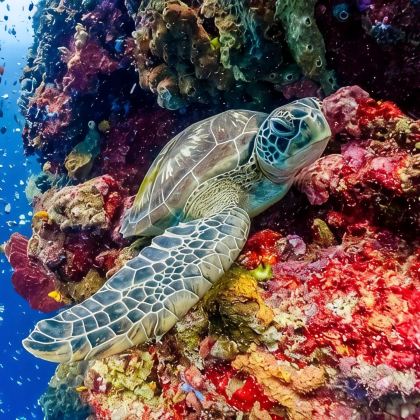 印度尼西亚万鸦老7日5晚自由行 印度尼西亚万鸦老7日5晚自由行