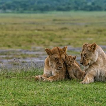 坦桑尼亚+阿鲁沙12日10晚私家团 坦桑尼亚+阿鲁沙12日10晚私家团