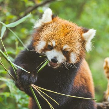 西双版纳+普洱5日拼小团 西双版纳+普洱5日拼小团