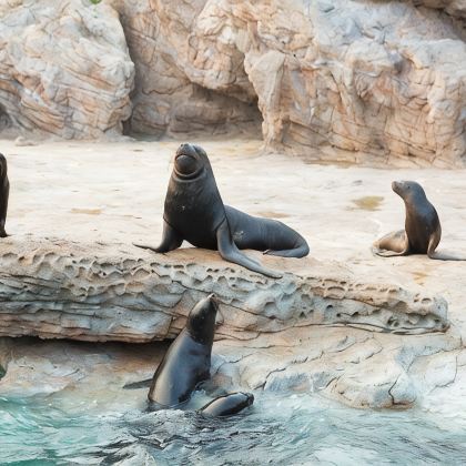 珠海+江门+珠海长隆海洋王国5日4晚拼小团 珠海+江门+珠海长隆海洋王国5日4晚拼小团