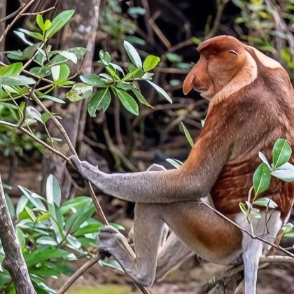 马来西亚吉隆坡+砂拉越古晋8日7晚私家团 马来西亚吉隆坡+砂拉越古晋8日7晚私家团
